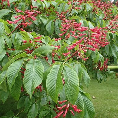 Aesculus pavia - Photo by Krzysztof Ziarnek, Kenraiz (CC BY-SA 4.0)