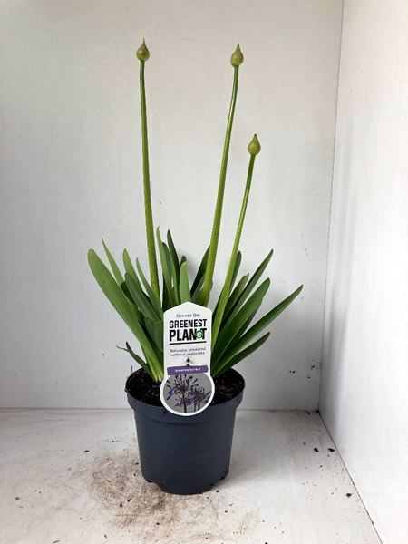 Agapanthus afr. Sunfield - Image courtesy of Plantline