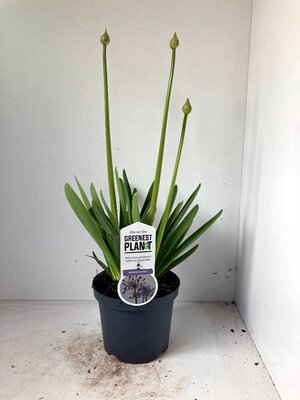 Agapanthus afr. Sunfield - Image courtesy of Plantline