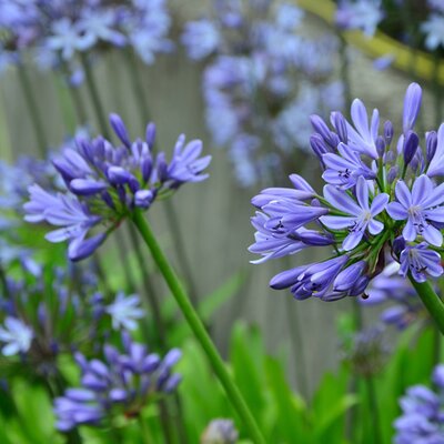 Agapanthus afr. Sunfield - Image by congerdesign from Pixabay 