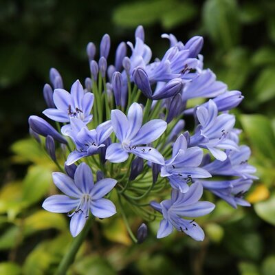 Agapanthus African Blue - Image by Etienne GONTIER from Pixabay 