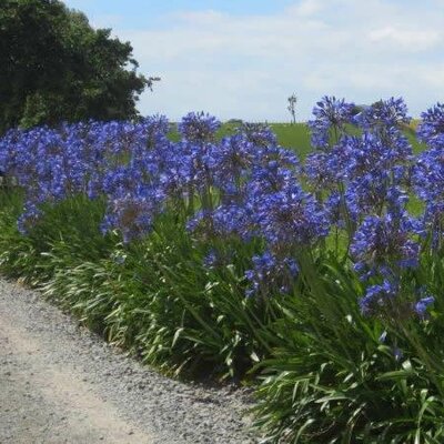 Agapanthus 'Amourette Superb Blue' - Photo by Brendan Purdy (CC BY-SA 2.0)