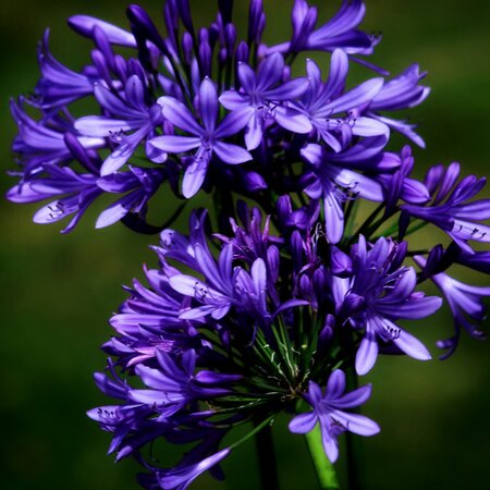 Agapanthus 'Black Pantha' - Image by Mariana from Pixabay 