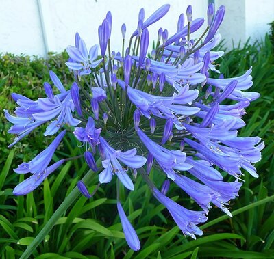 Agapanthus 'Blue Giant' - Photo by Pamela Carls (CC BY-SA 2.0)