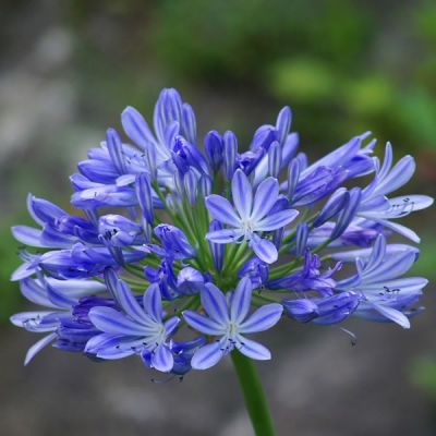 Agapanthus "Brilliant Blue" - Image by lyproduction from Pixabay  