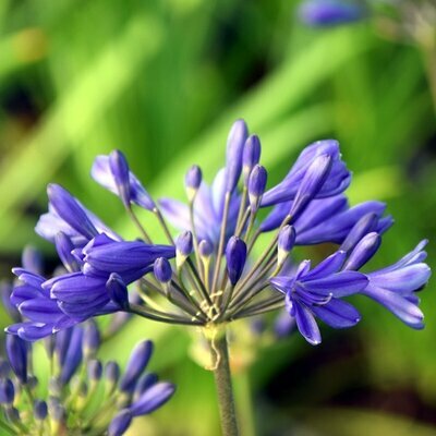 Agapanthus brilliant blue - Image by lyproduction from Pixabay 