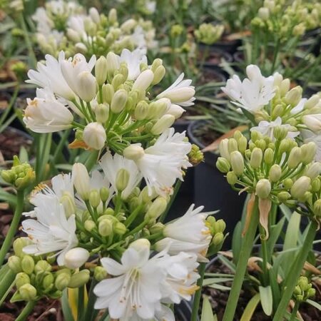 Agapanthus 'Double Diamond' - Image courtesy of Tully Nursery