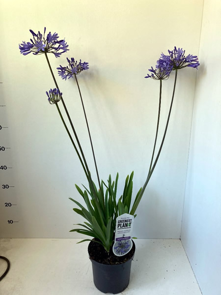 Agapanthus Dr Brouwer - Image courtesy of Plantline
