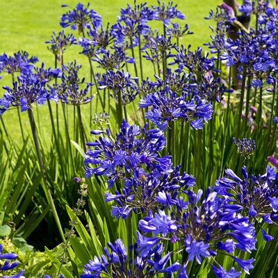Agapanthus 'Dr Brouwer' - Image by Ron Porter from Pixabay 