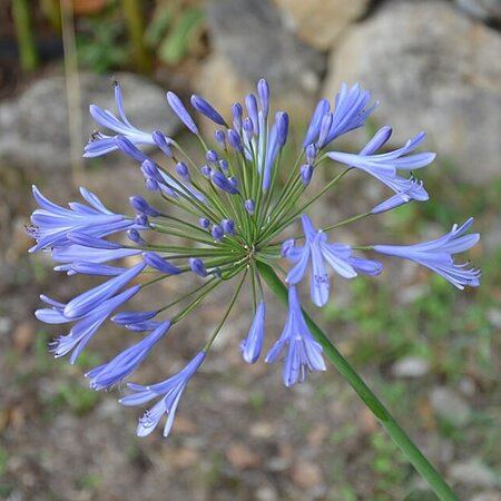 Agapanthus 'Dr Brouwer' - Photo by 'Mon oncle Tobie' -(CC BY-SA 4.0)