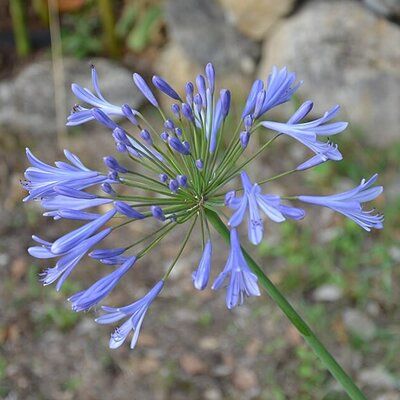 Agapanthus 'Dr Brouwer' - Photo by 'Mon oncle Tobie' -(CC BY-SA 4.0)