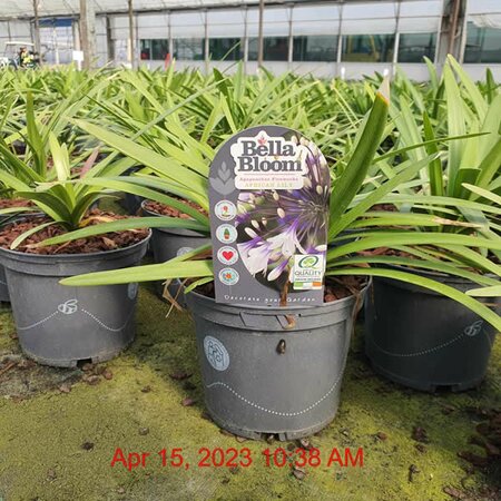 Agapanthus 'Fireworks' - Image courtesy of Tully Nurseries