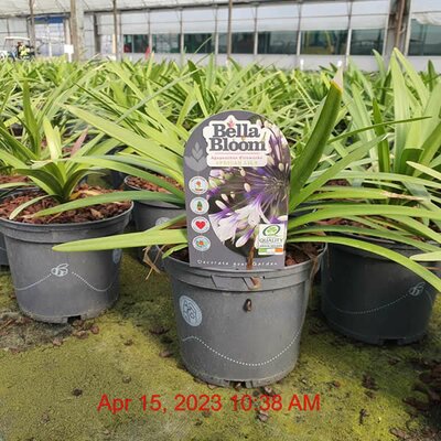 Agapanthus 'Fireworks' - Image courtesy of Tully Nurseries