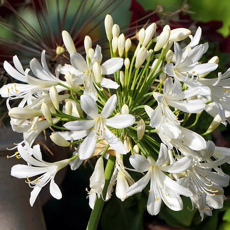 Agapanthus Ice Lolly - Image by Matthias Böckel from Pixabay 