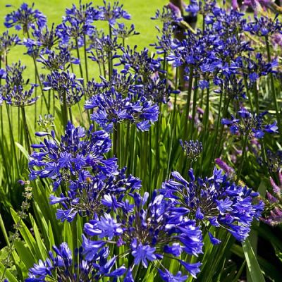 Agapanthus 'Navy Blue' - Image courtesy of piqsels