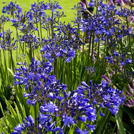 Agapanthus "Navy Blue" - Image courtesy of piqsels
