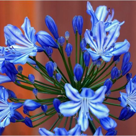 Agapanthus "Northern Star"® - Image by Matthias Böckel from Pixabay 