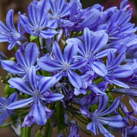 Agapanthus or. "Blue Umbrella" - Image by minka2507 from Pixabay  