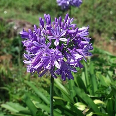 Agapanthus “Poppin' Purple” - Image by Mayurakrish (CC BY-SA 4.0)