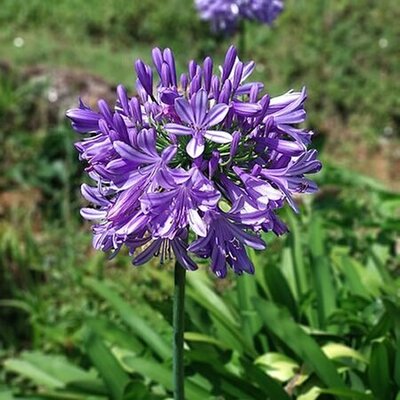 Agapanthus 'Poppin Purple' (3L pot)