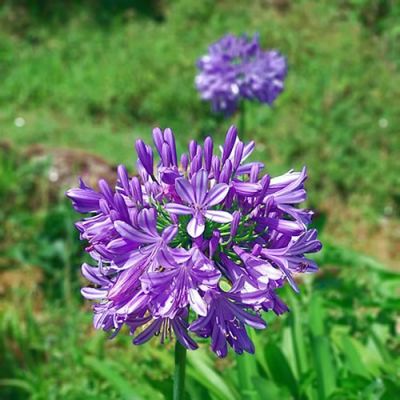 Agapanthus "Poppin Purple" - Photo by Mayurakrish (CC BY-SA 4.0)