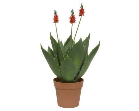 Agave Plastic - image 1