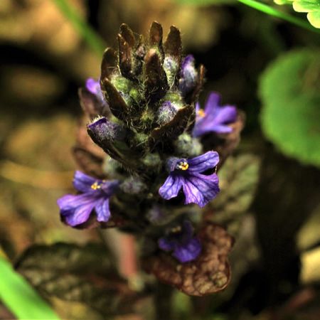 Ajuga “Black Scallop” - Image by Carola68 from Pixabay 