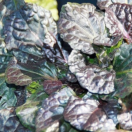 Ajuga Black Scallop -  Photo by David J. Stang (CC BY-SA 4.0)