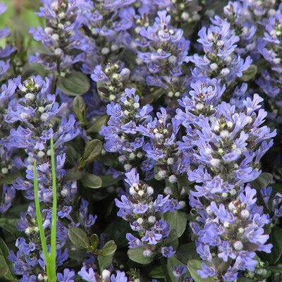 Ajuga reptans “Chocolate Chips” - Photo by Kor!An (CC BY-SA 3.0)