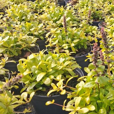 Ajuga 'Cordial Canary' - Image courtesy of Tully Nurseries