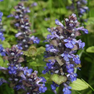 Ajuga 'Evening Glow - Image by detlefpeltzer from Pixabay