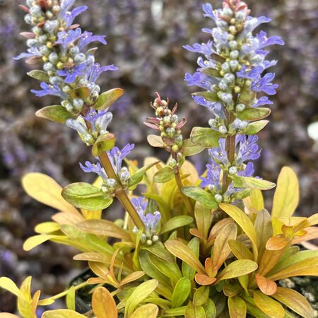 Ajuga Feathered Friends™ 'Fancy Finch' - Public image extract here under fair use