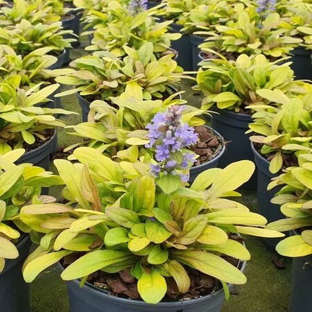Ajuga 'Petite Parakeet' - Public image extract here under fair use