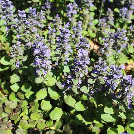 Ajuga 'Catlin's Giant' - Photo by AfroBrazilian (CC BY-SA 4.0)