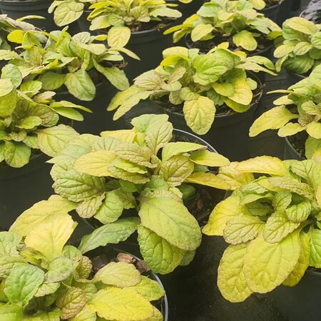 Ajuga reptans 'Best Buddies Caramel' - Image courtesy of Tully Nurseries