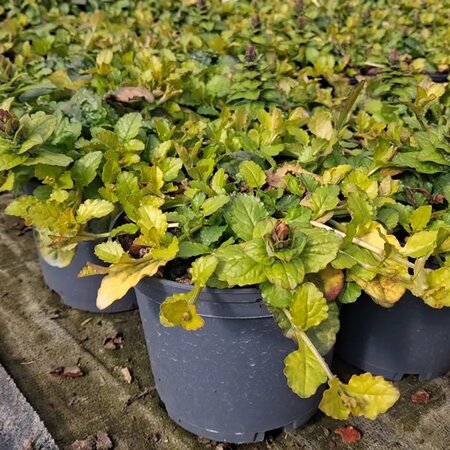 Ajuga reptans 'Best Buddies Lime' - Image courtesy of Tully Nurseries