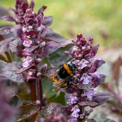 Ajuga reptans 'Braunherz' - Photo by W.carter (CC BY-SA 4.0)