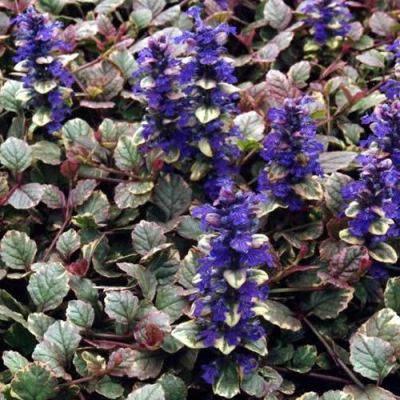 Ajuga reptans 'Burgundy Glow' (9cm pot)