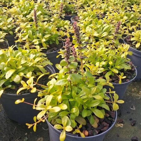 - Image courtesy of Tully Nurseries