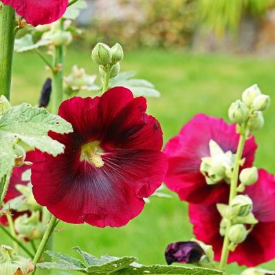 Alcea rosea Red (2L pot)