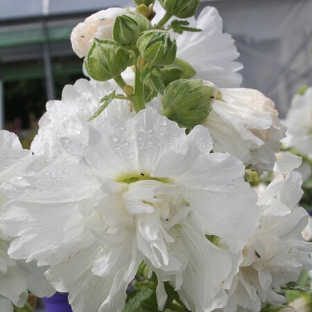 Alcea r. Spring Celebrities White - Image courtesy if Schram Plants