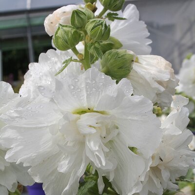 Alcea r. Spring Celebrities White - Image courtesy if Schram Plants