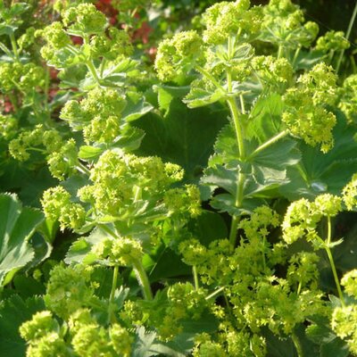 Alchemilla Mollis (2L pot)