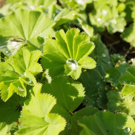 Alchemilla mollis - Image by May_hokkaido from Pixabay 