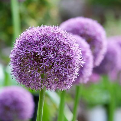 Allium Ambassador - Image by manseok Kim from Pixabay 