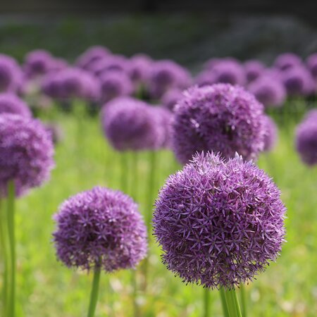 Allium 'Ambassador' - Image by HeungSoon from Pixabay 