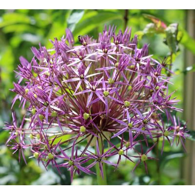 Allium christophii - Image by Sonja Kalee from Pixabay