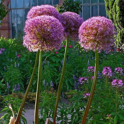 Allium giganteum - Photo by H. Zell (CC BY-SA 3.0)