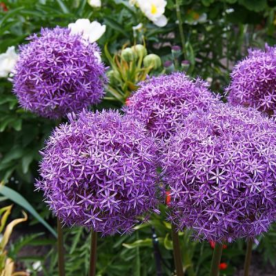 Allium 'Gladiator' (2L pot)