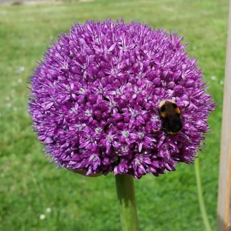 Allium "Globemaster" - Image by Peter Walker from Pixabay 
